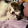 Piper is registered to the contest to win money with this photo: cat, feline, fluffy, long_hair, black_and_white, brown_fur, green_eyes, whiskers, ears, nose, close_up, portrait, lying_down, relaxed, indoor, bed, blanket, lavender, stuffed_animals, cozy