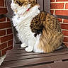 cat, fluffy_cat, long_hair, calico, brown_fur, white_fur, tabby, pet, animal, sitting, chair, outdoor, porch, brick_wall, wooden_furniture, collar, tag, whiskers, pointed_ears, portrait
