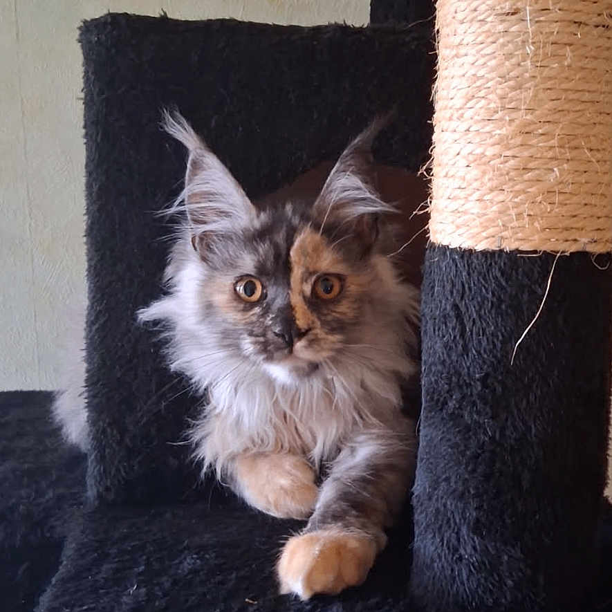 Athena participe au concours pour gagner de l'argent avec cette photo : cat, fluffy, cat_tree, paws, wide_eyes, fur, indoor, pet, animal, orange_paw, black_surface, scratching_post, relaxed, looking_at_camera, portrait, feline, home, cute, curious, resting