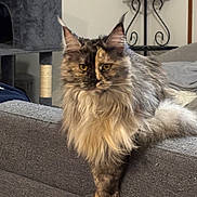 Athena a rejoint le concours — aidez-le/la à gagner de superbes lots ! cat, fluffy, long_hair, couch, indoor, pet, animal, feline, relaxed, unique_coloring, paws, portrait, sitting, gray, furniture, home, decor, cat_tree, shelf, cozy