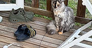 Athena a rejoint le concours — aidez-le/la à gagner de superbes lots ! cat, wooden_deck, shoes, sneakers, slides, toy_mouse, outdoor, porch, wooden_railings, grass, pet, animal, furry, sitting, relaxed, daylight, footwear, house_exterior, window, casual