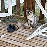 cat, wooden_deck, shoes, sneakers, slides, toy_mouse, outdoor, porch, wooden_railings, grass, pet, animal, furry, sitting, relaxed, daylight, footwear, house_exterior, window, casual