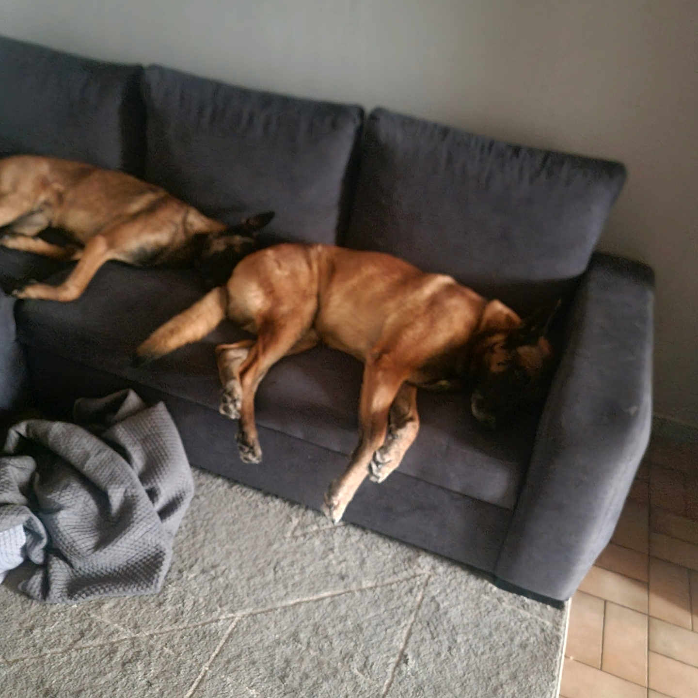 Simba Et Nala