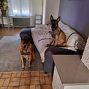 Simba Et Nala participe au concours pour gagner de l'argent avec cette photo : black_and_brown_dog, blanket, brown_dog, couch, cozy, dog, domestic, furniture, home, indoor, living_room, pet, plant, relaxed, rug, seated, table, tile_floor, wall_art, window