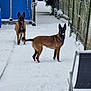 Simba Et Nala participe au concours pour gagner de l'argent avec cette photo : alert, animal, backyard, belgian_malinois, blue_shed, brown_dog, canine, chair, cold, daylight, dog, fence, nature, outdoor, pet, quiet, snow, snow_covered, walking_path, winter