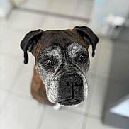 Sierra participe au concours pour gagner de l'argent avec cette photo : dog, pet, canine, close_up, portrait, brown, gray, tiled_floor, indoor, ears, eyes, face, snout, fur, looking_up, domestic_animal, animal, muzzle, expression, companion