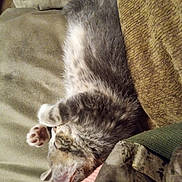 Kitkit is registered to the contest to win money with this photo: animal, couch, cozy, cute, domestic, fur, furniture, indoor, kitten, mammal, nap, paw, pet, relaxation, resting, sleeping, soft, tabby, whiskers, young