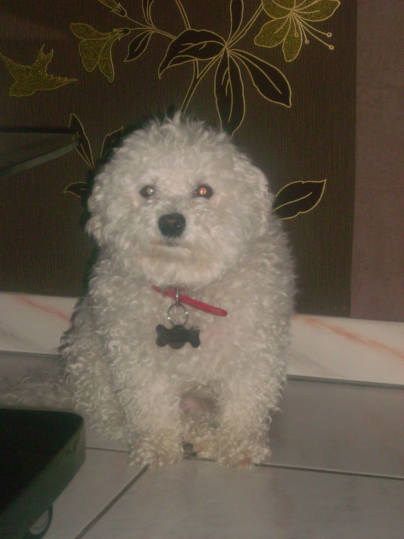 Ulane a rejoint le concours — aidez-le/la à gagner de superbes lots ! bichon, canidae, carnivore, companion_dog, dog, dog_breed, fur, maltepoo, non_sporting_group, poodle, puppy, small_terrier, sporting_group, terrier, toy_dog, water_dog, working_animal