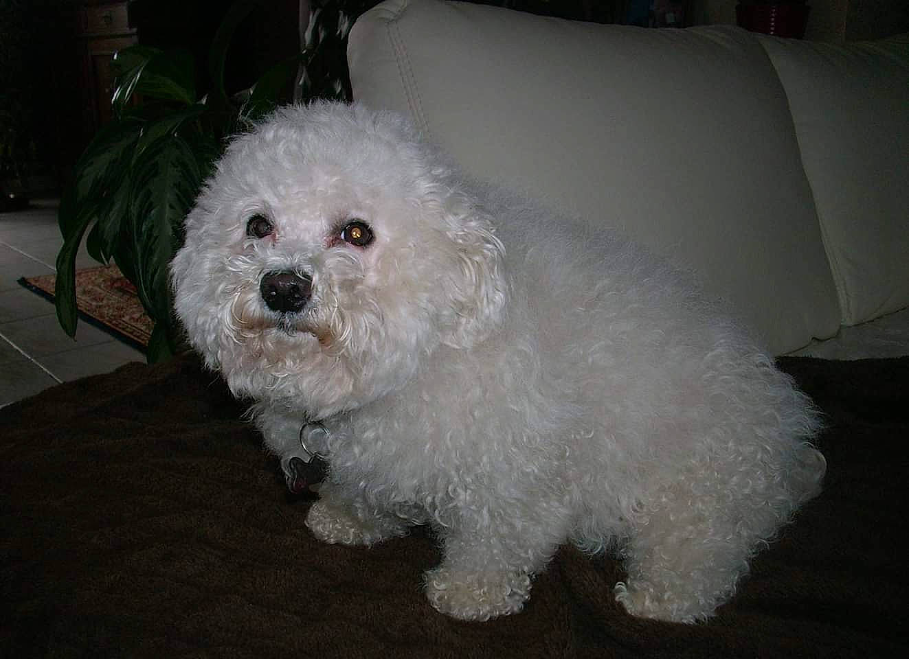 Ulane participe au concours pour gagner de l'argent avec cette photo : canidae, carnivore, cockapoo, companion_dog, dog, dog_breed, eye, fur, labradoodle, plant, poodle, poodle_crossbreed, puppy, shih_poo, small_terrier, sporting_group, terrier, toy_dog, water_dog, working_animal