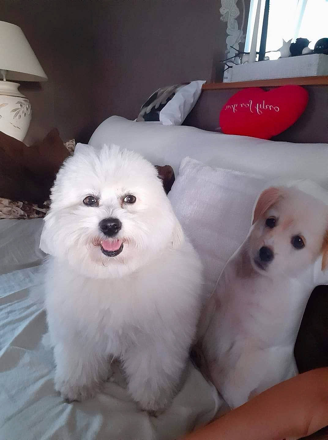 Joye participe au concours pour gagner de l'argent avec cette photo : carnivore, comfort, companion_dog, dog, dog_breed, fur, non_sporting_group, plant, sporting_group, toy_dog, working_animal