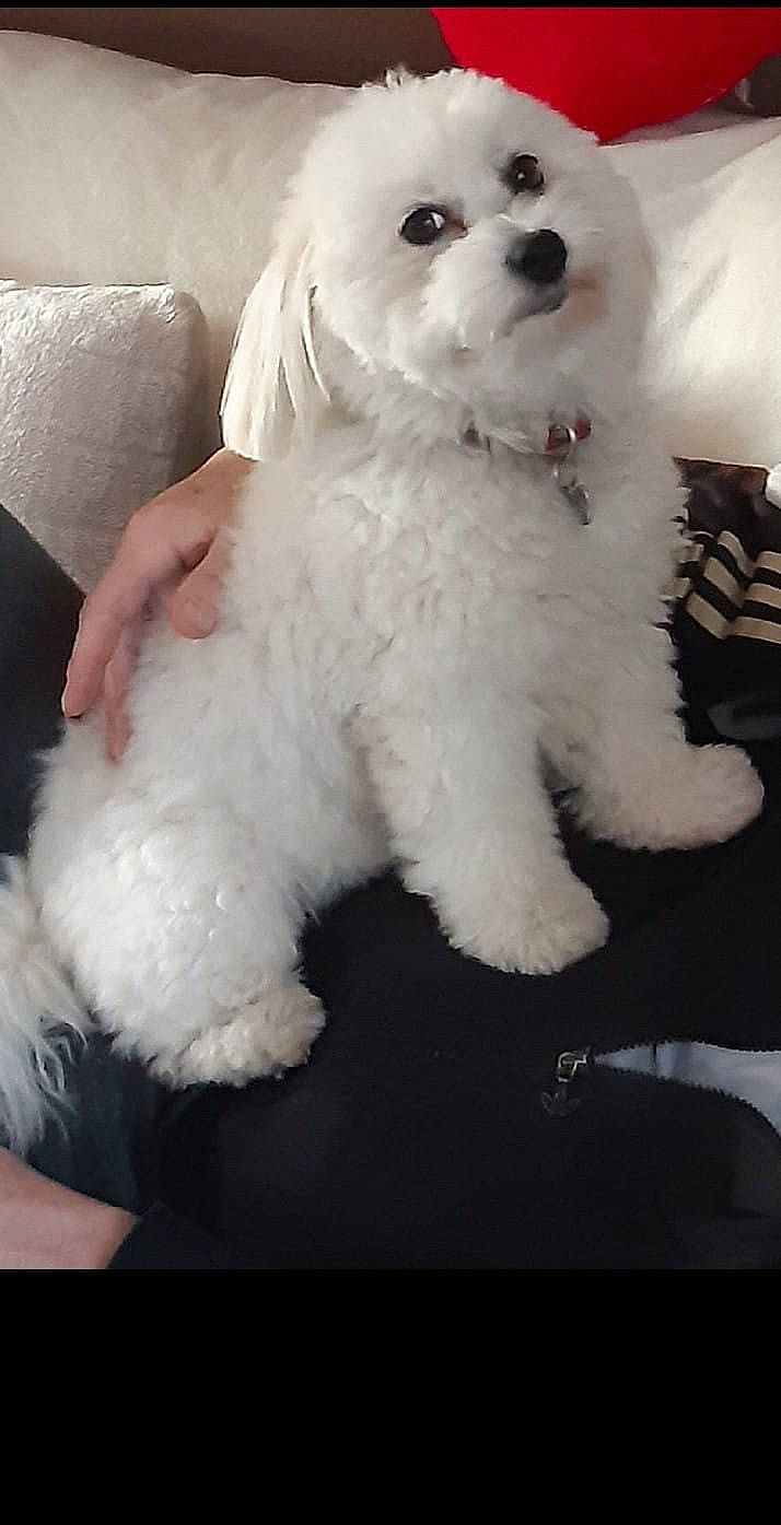 Joye participe au concours pour gagner de l'argent avec cette photo : bichon, canidae, carnivore, companion_dog, dog, dog_breed, fur, maltepoo, non_sporting_group, paw, poodle, snout, sporting_group, toy_dog, water_dog, white, working_animal
