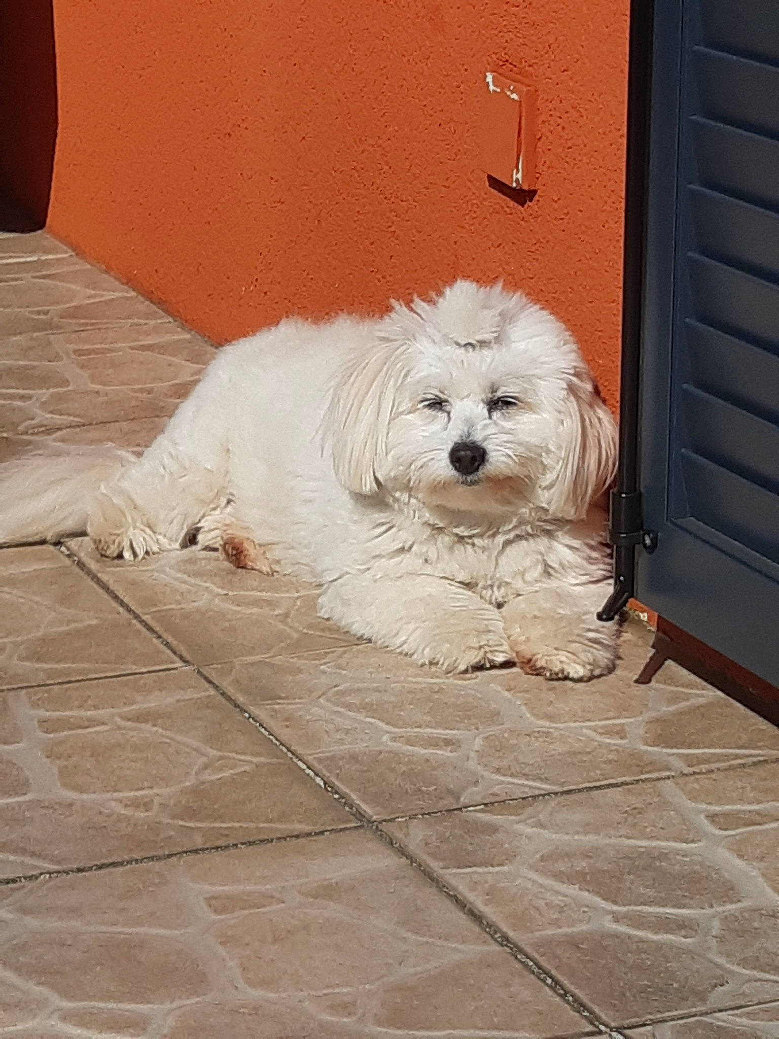 Joye a rejoint le concours — aidez-le/la à gagner de superbes lots ! automotive_tire, canidae, carnivore, companion_dog, concrete, dog, dog_breed, door, floor, flooring, grey, home_door, road_surface, sidewalk, snout, sporting_group, tire, toy_dog, wood, working_animal