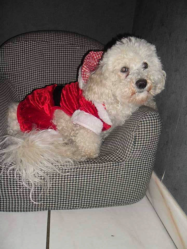 Roxane a rejoint le concours — aidez-le/la à gagner de superbes lots ! canidae, carnivore, chair, circle, companion_dog, dog, dog_breed, dog_clothes, dog_supply, labradoodle, non_sporting_group, pattern, pet_supply, poodle, shih_poo, sporting_group, terrier, toy_dog, water_dog, working_animal