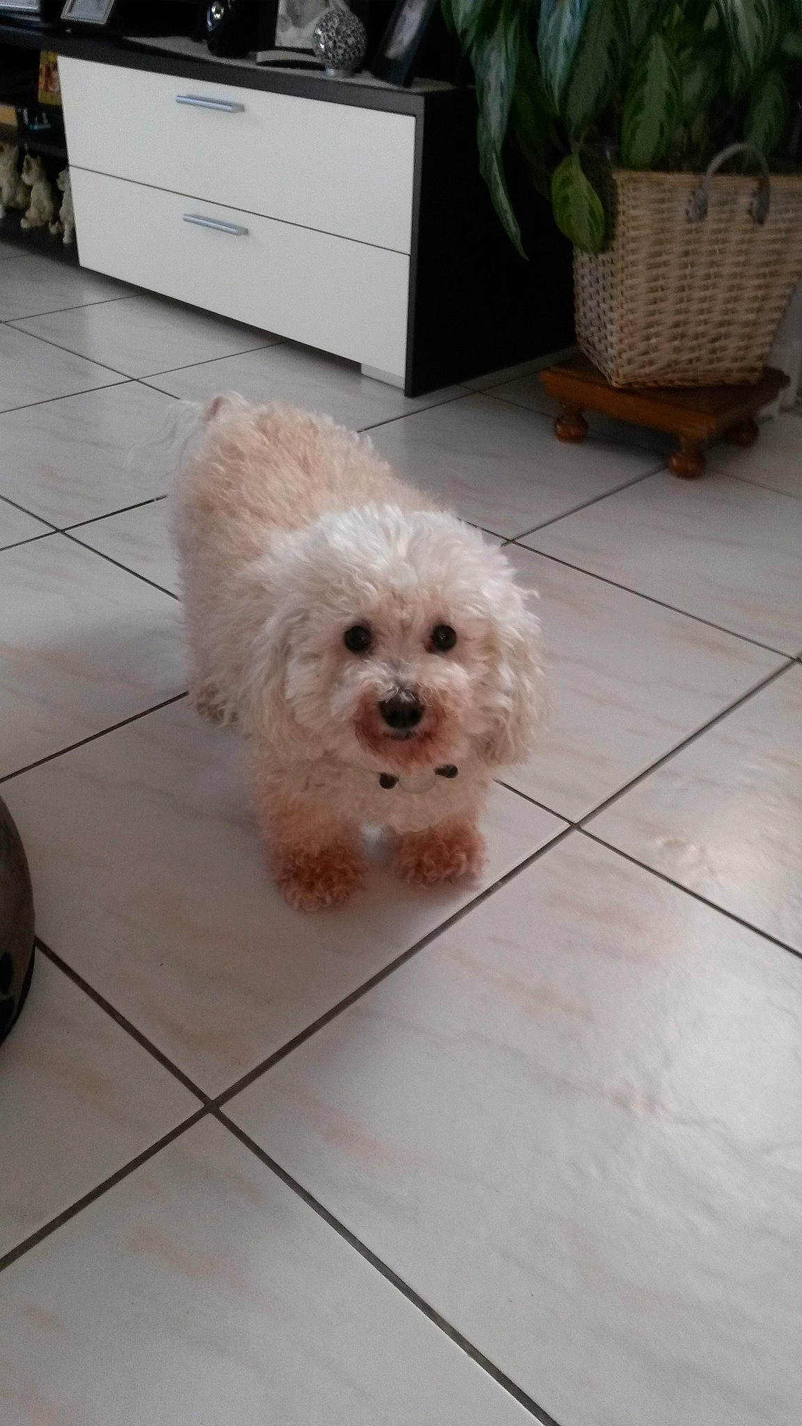 Roxane participe au concours pour gagner de l'argent avec cette photo : cabinetry, carnivore, companion_dog, dog, dog_breed, drawer, floor, flooring, flowerpot, fur, hardwood, houseplant, mal_shi, plant, poodle, shih_poo, toy_dog, water_dog, working_animal, yorkipoo