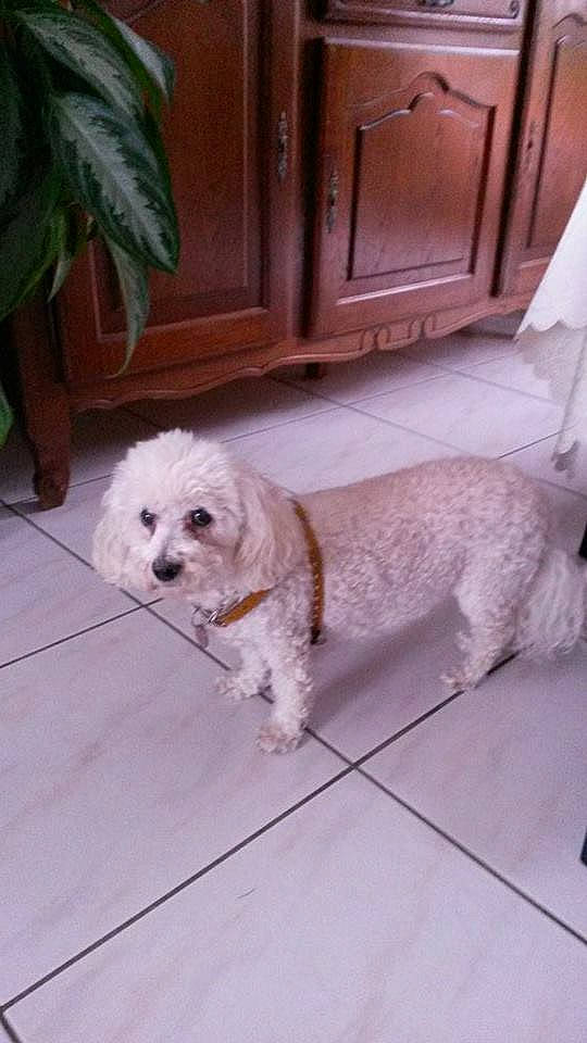 Roxane participe au concours pour gagner de l'argent avec cette photo : canidae, carnivore, companion_dog, dog, dog_breed, door, flooring, fur, hardwood, home_door, labradoodle, maltepoo, non_sporting_group, sporting_group, terrier, toy_dog, water_dog, wood, working_animal, yorkipoo