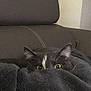 Iris a rejoint le concours — aidez-le/la à gagner de superbes lots ! cat, blanket, peeking, couch, indoor, cozy, fur, animal, pet, curious, ears, eyes, resting, home, feline, soft, comfort, domestic, relaxed, hidden