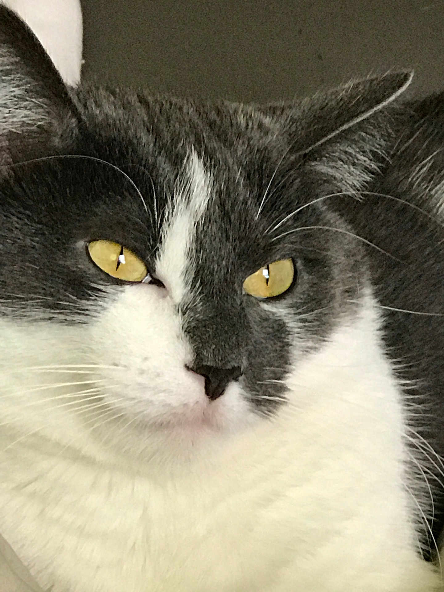 Iris a rejoint le concours — aidez-le/la à gagner de superbes lots ! cat, close_up, yellow_eyes, gray_fur, white_fur, whiskers, pet, animal, face, fur, portrait, domestic_cat, mammal, cute, feline, indoor, calm, serene, mustache, ears