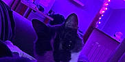 Iris participe au concours pour gagner de l'argent avec cette photo : cat, indoor, purple_lighting, fairy_lights, couch, relaxed, pet, feline, shadow, cozy, night, room, home, domestic, animal, mysterious, fur, whiskers, ear, portrait