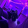 cat, indoor, purple_lighting, fairy_lights, couch, relaxed, pet, feline, shadow, cozy, night, room, home, domestic, animal, mysterious, fur, whiskers, ear, portrait