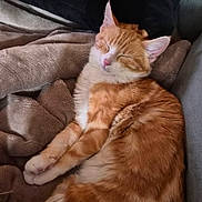 Eïko participe au concours pour gagner de l'argent avec cette photo : cat, orange_cat, white_cat, sleeping, sleepy, relaxed, cozy, blanket, couch, indoor, pet, feline, fur, whiskers, ears, paws, tail, resting, portrait, warm_lighting