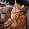 cat, orange_cat, white_cat, sleeping, sleepy, relaxed, cozy, blanket, couch, indoor, pet, feline, fur, whiskers, ears, paws, tail, resting, portrait, warm_lighting