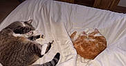 Eïko participe au concours pour gagner de l'argent avec cette photo : cat, cats, tabby_cat, orange_cat, white_cat, sleeping, relaxed, lying_down, bed, bedroom, blanket, bedsheet, cozy, indoor, pet, furry, animal, nap, resting, photograph