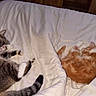 cat, cats, tabby_cat, orange_cat, white_cat, sleeping, relaxed, lying_down, bed, bedroom, blanket, bedsheet, cozy, indoor, pet, furry, animal, nap, resting, photograph