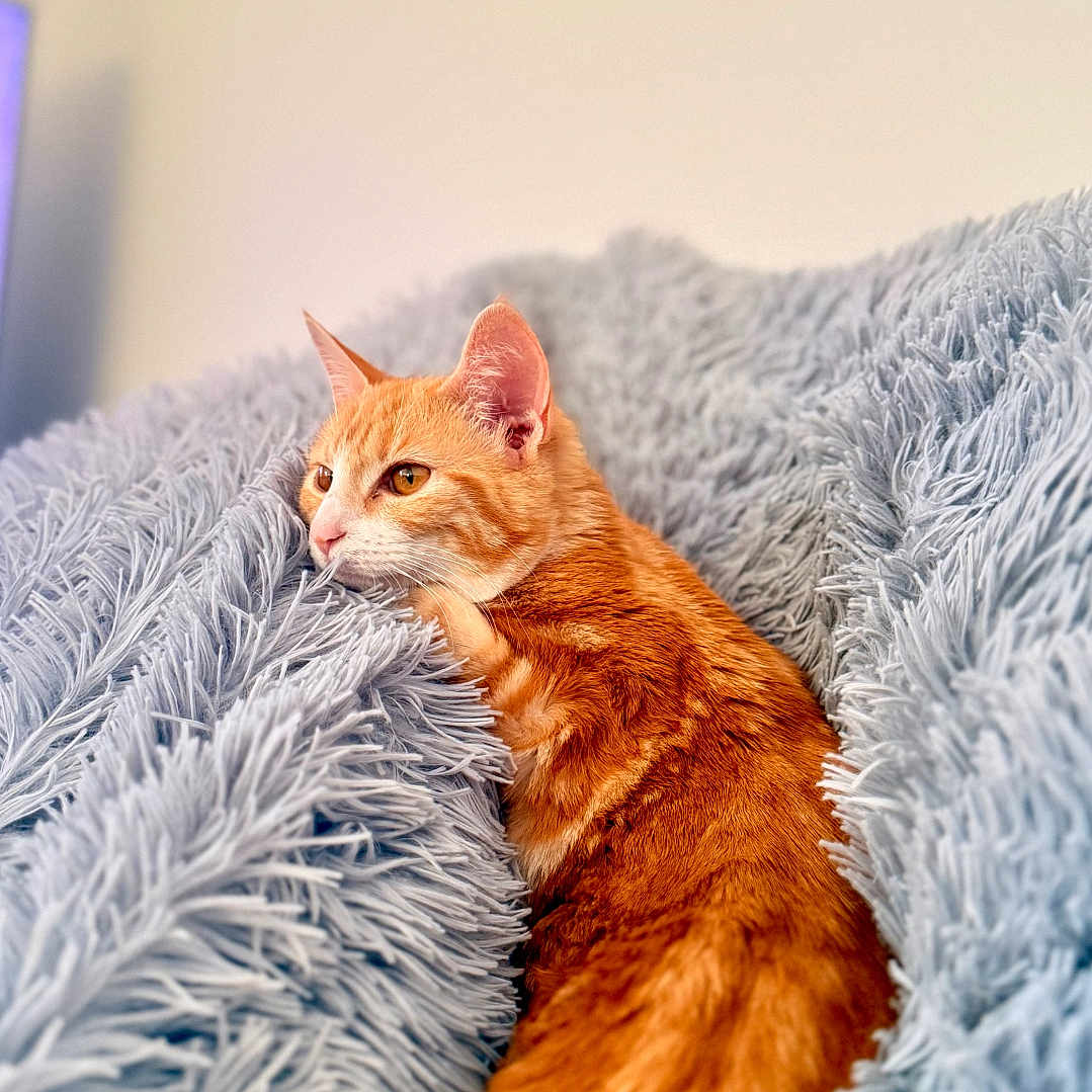 Eïko a rejoint le concours — aidez-le/la à gagner de superbes lots ! cat, orange_cat, tabby, feline, pet, animal, fluffy_blanket, blue_blanket, cozy, indoors, relaxing, lying_down, sleeping_area, portrait, whiskers, ears, eyes, fur, warm_lighting, home