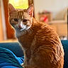 Eïko a rejoint le concours — aidez-le/la à gagner de superbes lots ! cat, orange_cat, ginger_cat, white_markings, feline, pet, animal, sitting, portrait, indoors, home, blue_blanket, couch, cozy, warm_lighting, window, soft_focus, whiskers, ears, tail