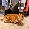 Eïko participe au concours pour gagner de l'argent avec cette photo : cat, ginger_cat, orange_fur, pet, animal, whiskers, ears, tail, standing, walking, indoor, bedroom, closet, clothing, wardrobe, rug, fluffy_rug, home, warm_lighting, portrait