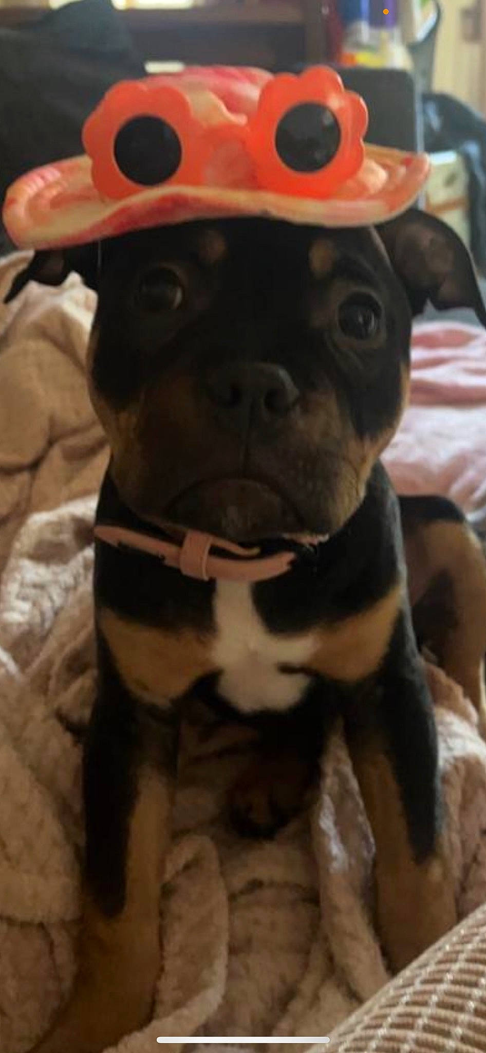 Roxy joined the competition — help win amazing prizes! boston_terrier, bulldog, canidae, carnivore, collar, companion_dog, dog, dog_breed, dog_collar, ear, fawn, french_bulldog, fur, molosser, snout, sporting_group, terrestrial_animal, toy_dog, whiskers, working_animal