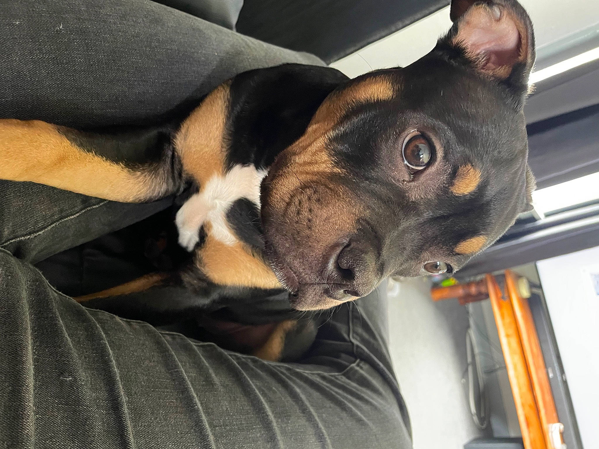 Roxy joined the competition — help win amazing prizes! bored, canidae, carnivore, collar, comfort, companion_dog, dog, dog_breed, ear, fawn, fur, guard_dog, non_sporting_group, paw, snout, sporting_group, toy_dog, whiskers, working_animal, working_dog