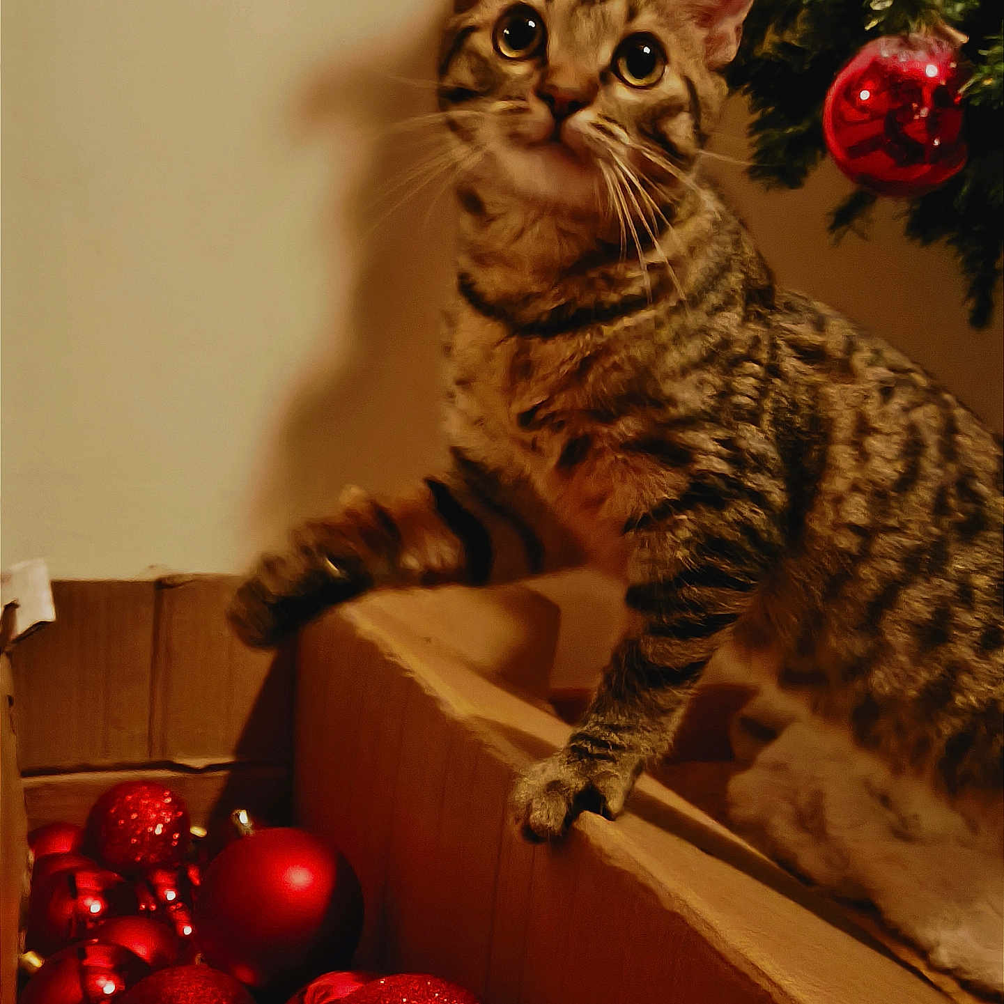 Talya participe au concours pour gagner de l'argent avec cette photo : abyssinian, accessories, animal, box, cat, couch, flower, food, fruit, furniture, hardwood, kitten, manx, ornament, pet, plant, produce, rose, sphere, wood