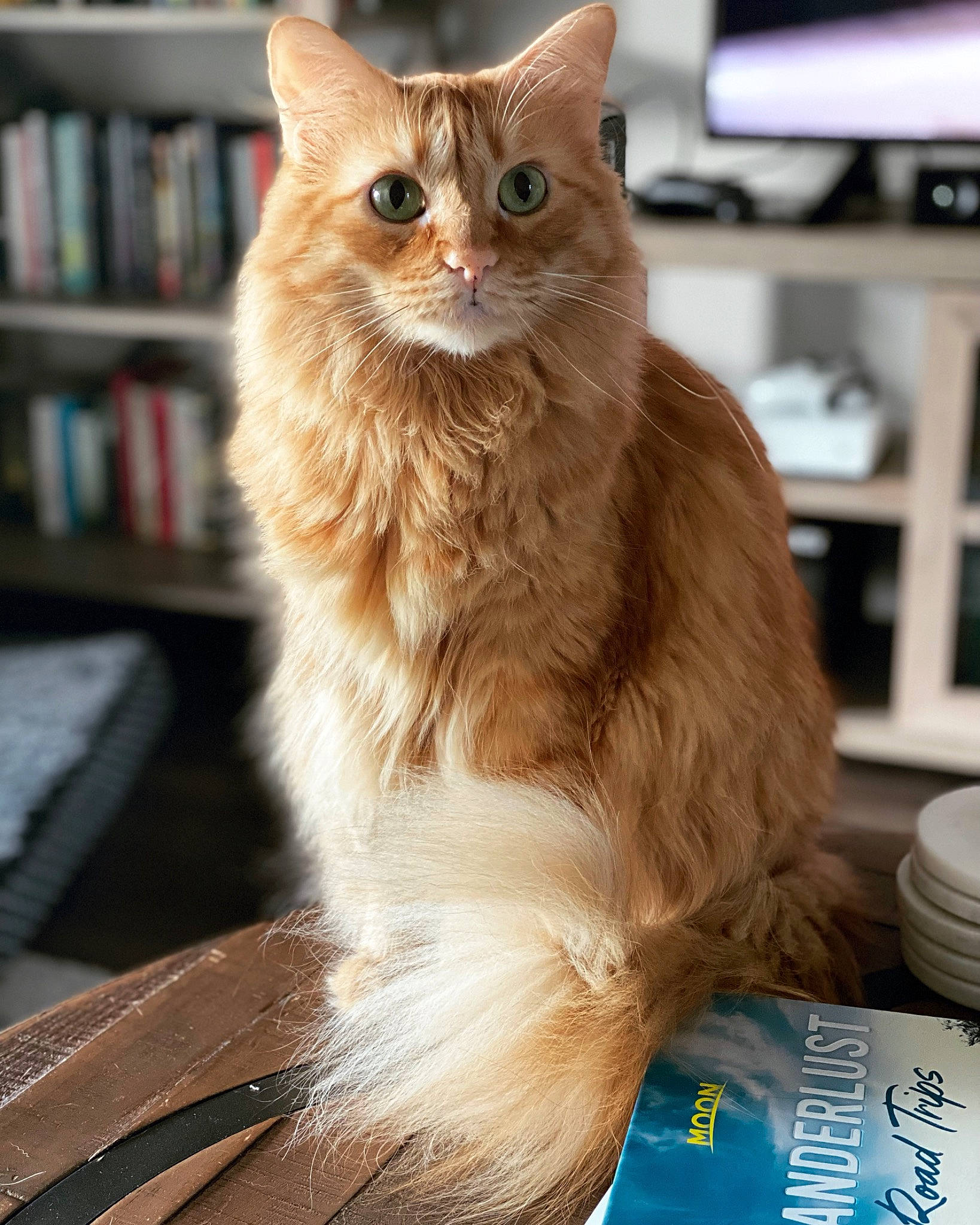 Georgie joined the competition — help win amazing prizes! bookcase, carnivore, cat, claw, domestic_short_haired_cat, fawn, felidae, fur, hardwood, maine_coon, paw, publication, shelf, shelving, small_to_medium_sized_cats, snout, television, whiskers, window, wood