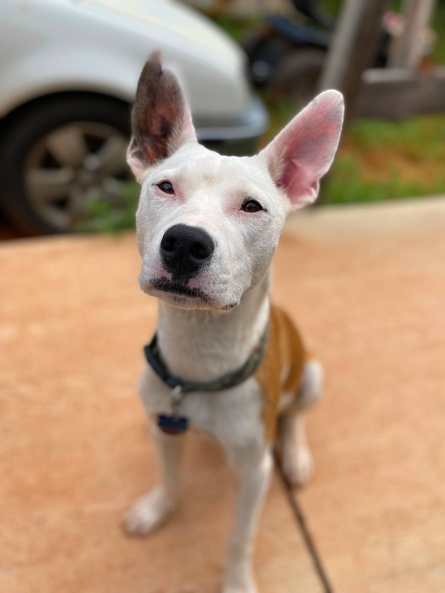 Storm joined the competition — help win amazing prizes! canidae, carnivore, collar, companion_dog, dog, dog_breed, dog_collar, dog_supply, ear, fawn, snout, sporting_group, tail, terrestrial_animal, terrier, tire, toy_dog, wheel, whiskers, working_animal