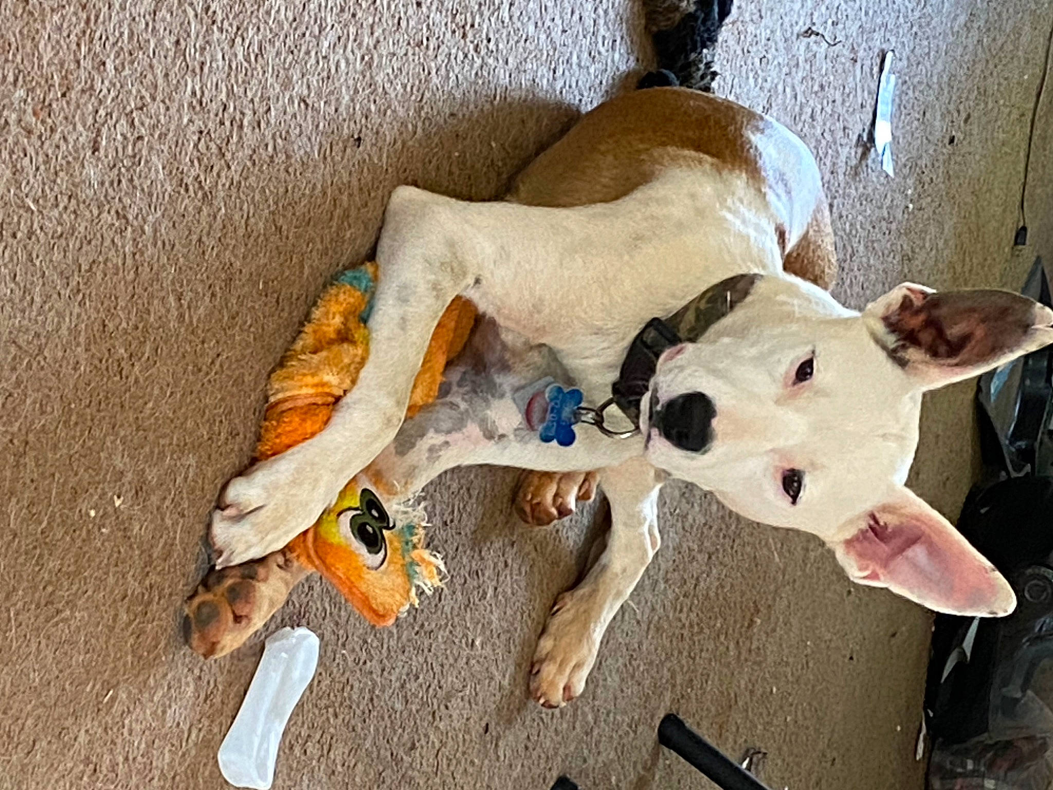 Storm is registered to the contest to win money with this photo: canidae, carnivore, collar, companion_dog, dog, dog_breed, dog_supply, fawn, non_sporting_group, pet_supply, snout, sporting_group, stuffed_toy, tail, wood, working_animal