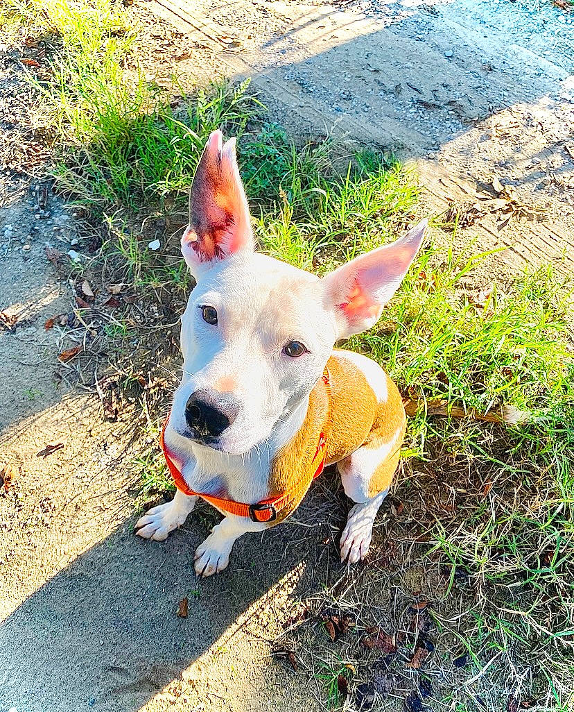 Storm joined the competition — help win amazing prizes! adventure, ancient_dog_breeds, canidae, carnivore, collar, companion_dog, dog, dog_breed, fawn, grass, irishjacks, non_sporting_group, plant, sporting_group, tail, terrier, walking, working_animal