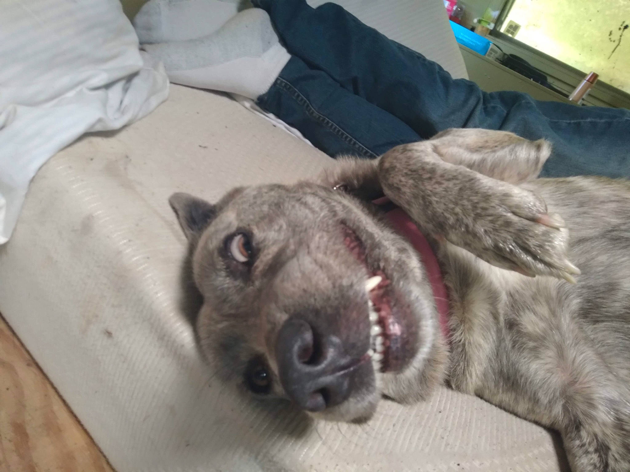 Obsidian is registered to the contest to win money with this photo: box, canidae, carnivore, comfort, companion_dog, dog, dog_breed, fawn, fur, kai_ken, liver, non_sporting_group, shipping_box, snout, sporting_group, terrestrial_animal, treeing_tennessee_brindle, whiskers, working_animal, wrinkle