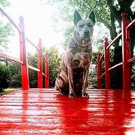 Obsidian joined the competition — help win amazing prizes! canidae, carnivore, cat, companion_dog, dog_breed, domestic_short_haired_cat, fawn, felidae, flooring, fur, grass, paw, plant, small_to_medium_sized_cats, snout, tail, terrestrial_animal, tree, whiskers, wood