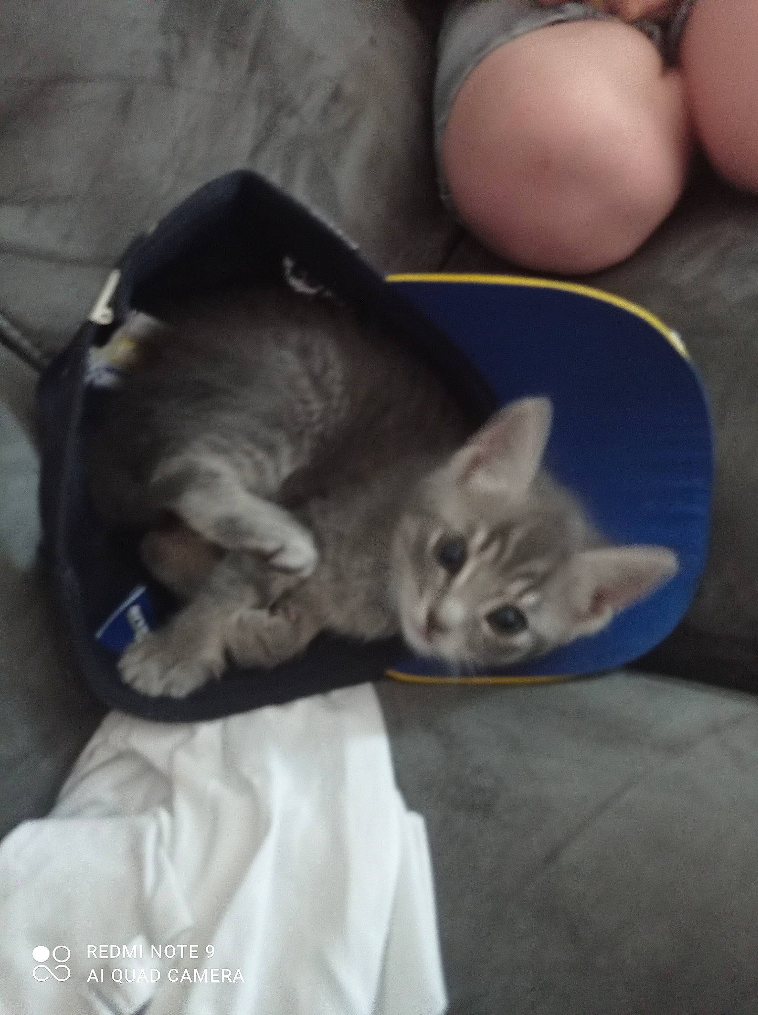 Loko a rejoint le concours — aidez-le/la à gagner de superbes lots ! canidae, carnivore, cat, claw, comfort, domestic_short_haired_cat, ear, felidae, fur, grey, mammal, nap, paw, sitting, small_to_medium_sized_cats, tail, whiskers