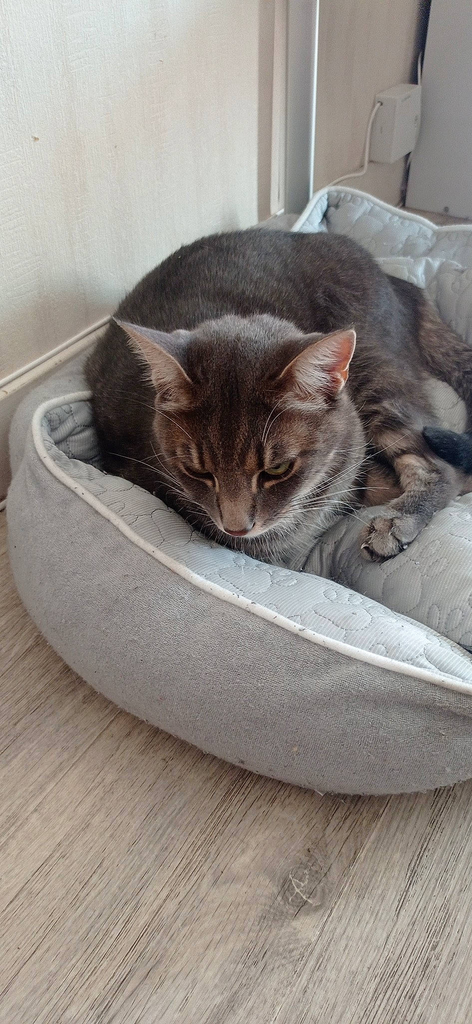 Loko participe au concours pour gagner de l'argent avec cette photo : carnivore, cat, cat_bed, cat_supply, comfort, domestic_short_haired_cat, felidae, fur, grey, hardwood, pet_supply, small_to_medium_sized_cats, tail, whiskers, window