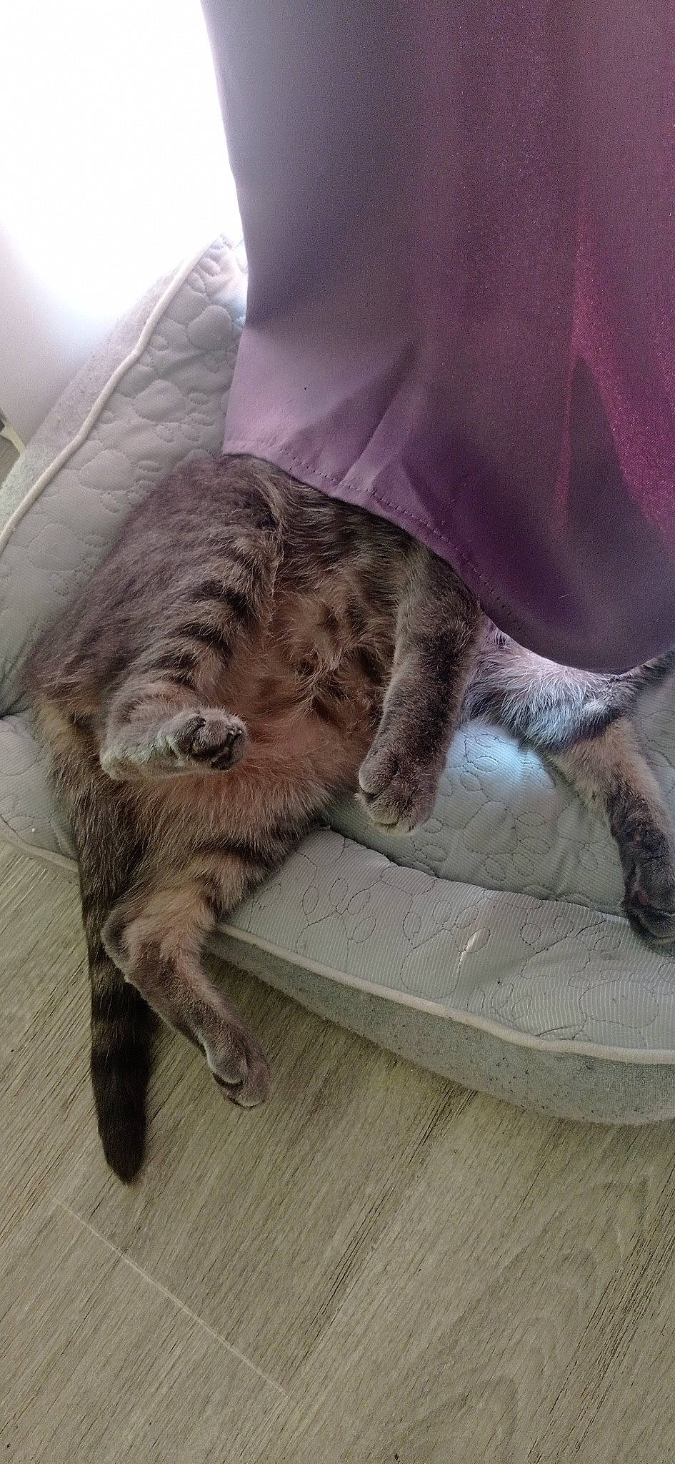 Loko a rejoint le concours — aidez-le/la à gagner de superbes lots ! carnivore, cat, claw, comfort, domestic_short_haired_cat, felidae, flooring, fur, grey, human_leg, linens, mammal, metal, nap, paw, small_to_medium_sized_cats, tail, vertebrate, whiskers, wood