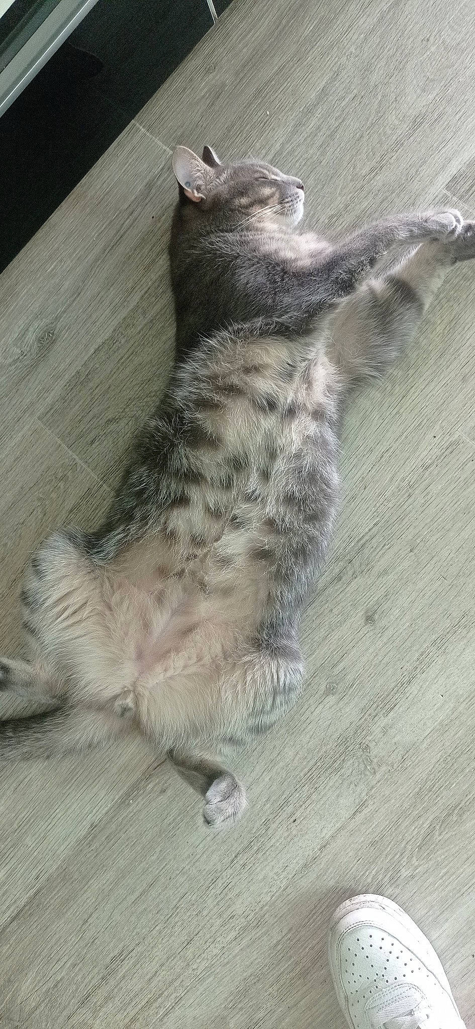 Loko a rejoint le concours — aidez-le/la à gagner de superbes lots ! carnivore, cat, claw, domestic_short_haired_cat, felidae, fur, grey, hardwood, marsupial, paw, small_to_medium_sized_cats, snow_leopard, tail, terrestrial_animal, whiskers, wood