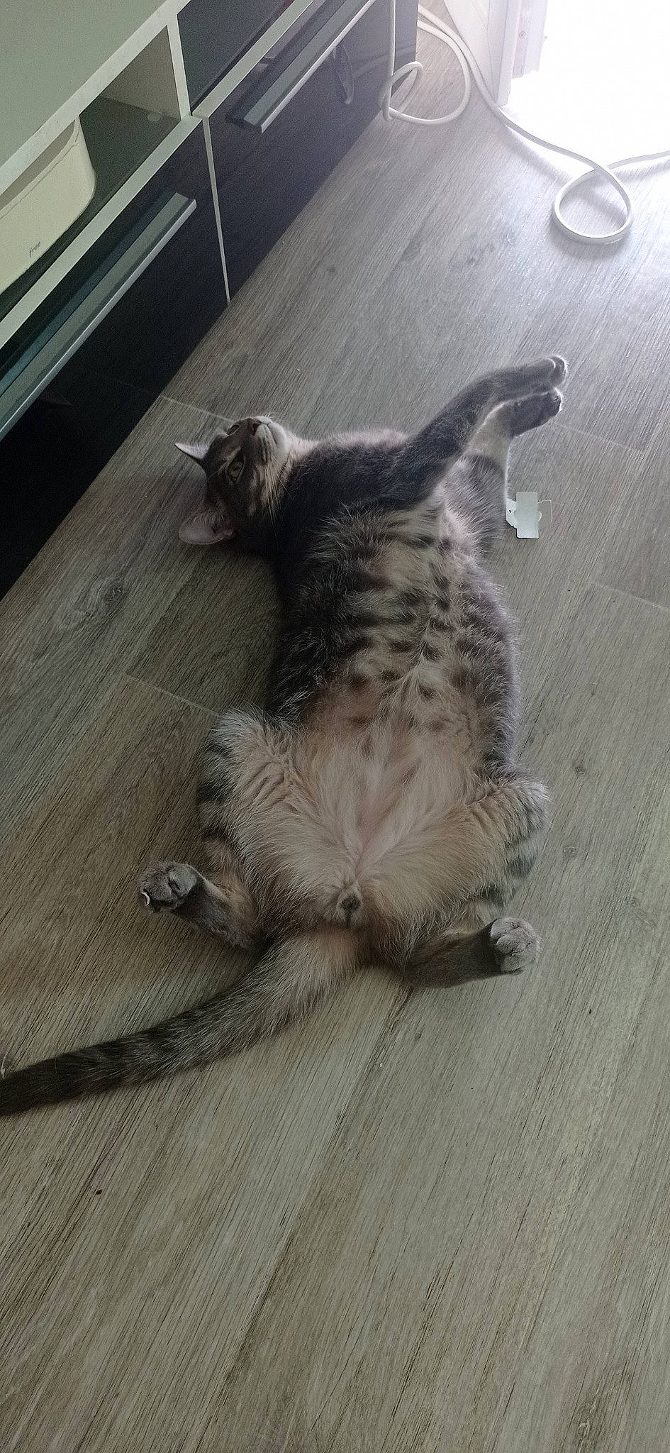 Loko participe au concours pour gagner de l'argent avec cette photo : carnivore, cat, claw, dog_breed, domestic_short_haired_cat, felidae, floor, flooring, fur, grey, hardwood, paw, plank, small_to_medium_sized_cats, snout, sporting_group, tail, whiskers, wood, wood_flooring