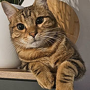 Bobi a rejoint le concours — aidez-le/la à gagner de superbes lots ! animal, brown, cat, close_up, curious, cute, domestic_cat, feline, fur, indoor, paws, pet, plant, pot, relaxed, shelf, striped, tabby, whiskers, wooden_cutting_board