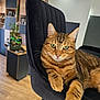 Bobi a rejoint le concours — aidez-le/la à gagner de superbes lots ! animal, black_chair, cat, chair, closeup, cute, domestic_cat, feline, fur, green_eyes, indoor, living_room, paw, pet, plant, relaxed, shelf, tabby_cat, whiskers, wooden_floor