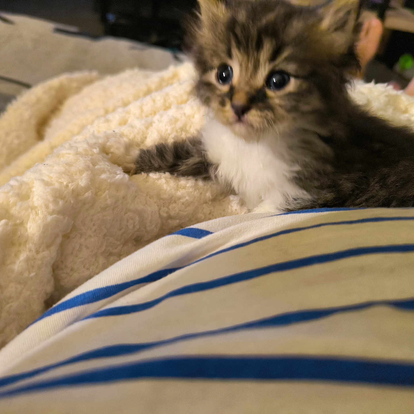 Filou a rejoint le concours — aidez-le/la à gagner de superbes lots ! animal, blanket, cat, closeup, comfort, cozy, curious, cute, feet, fur, furry, home, indoor, kitten, laying, pet, relaxed, soft, striped_shirt, young
