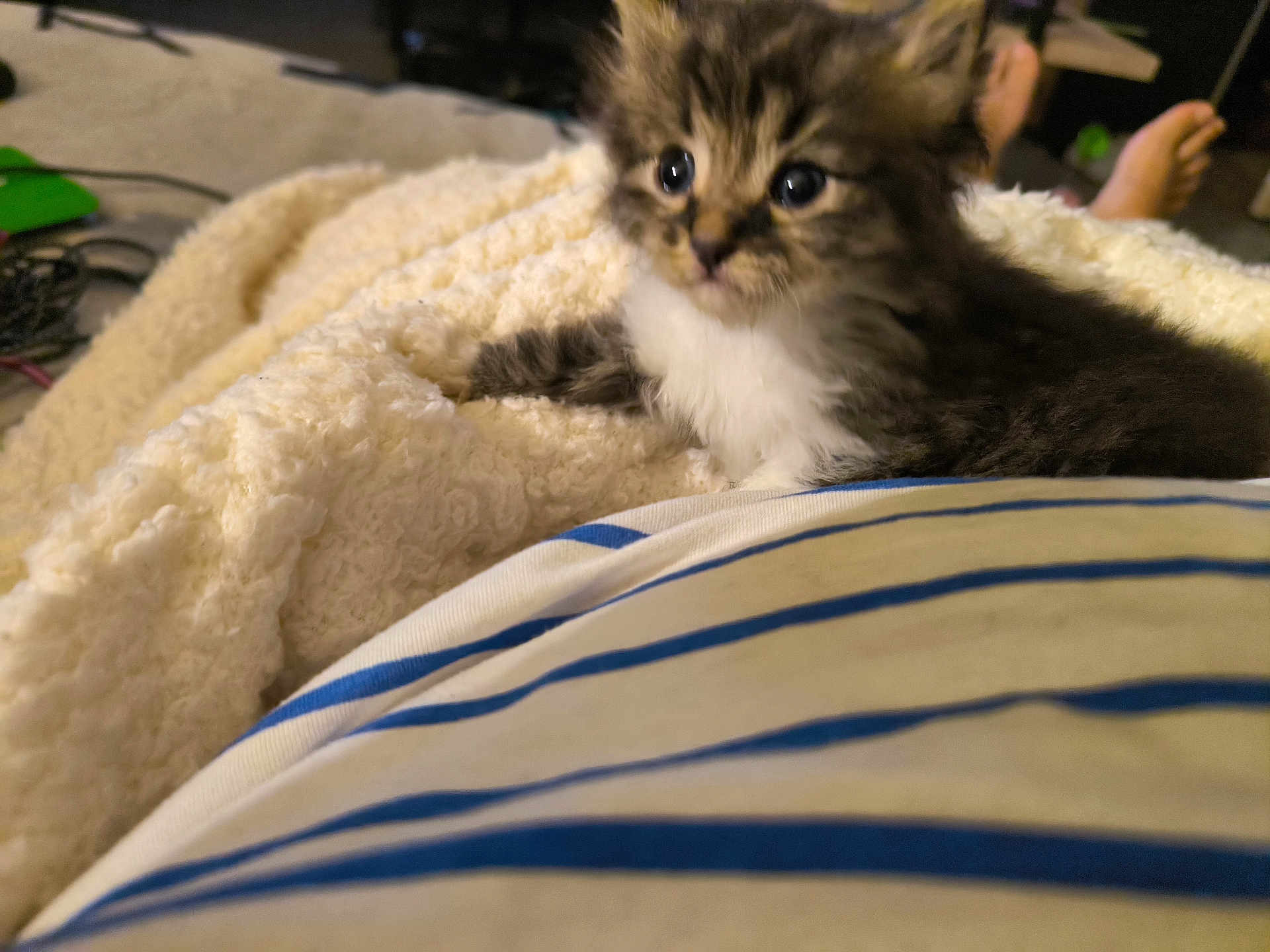 Filou a rejoint le concours — aidez-le/la à gagner de superbes lots ! animal, blanket, cat, closeup, comfort, cozy, curious, cute, feet, fur, furry, home, indoor, kitten, laying, pet, relaxed, soft, striped_shirt, young