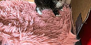Filou participe au concours pour gagner de l'argent avec cette photo : animal, cardboard_box, cat, curious, cute, domestic, floor_tile, fluffy, fur, furry, indoor, kitten, pet, pink_mat, playful, small, soft_texture, tiny, whiskers, young