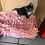 animal, cardboard_box, cat, curious, cute, domestic, floor_tile, fluffy, fur, furry, indoor, kitten, pet, pink_mat, playful, small, soft_texture, tiny, whiskers, young
